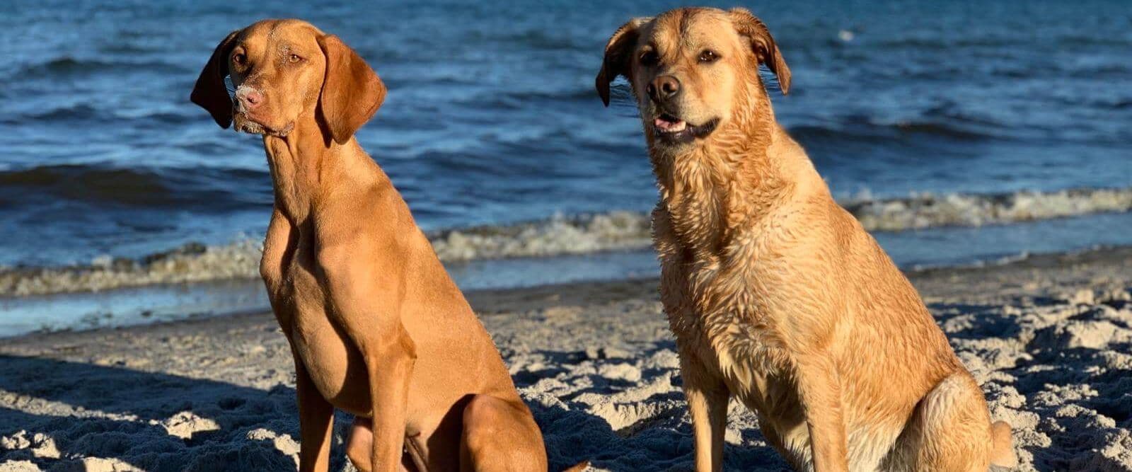 Goldakupunktur Behandlung