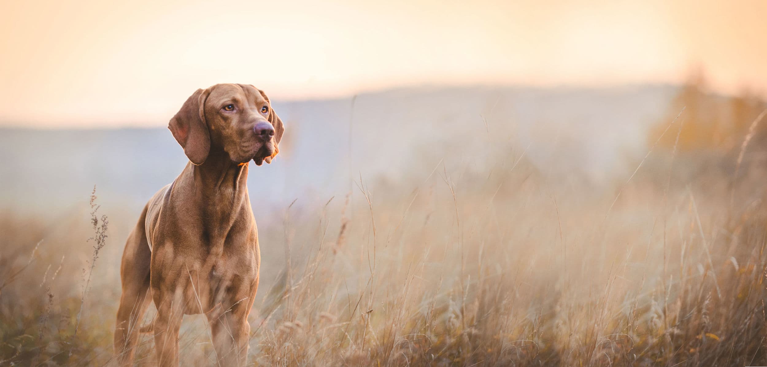 Glücklicher Hund am Strand